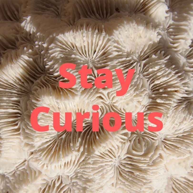 Stay Curious