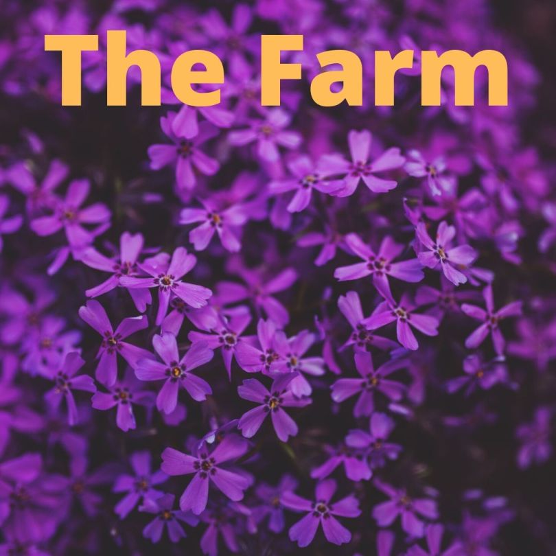 The Farm
