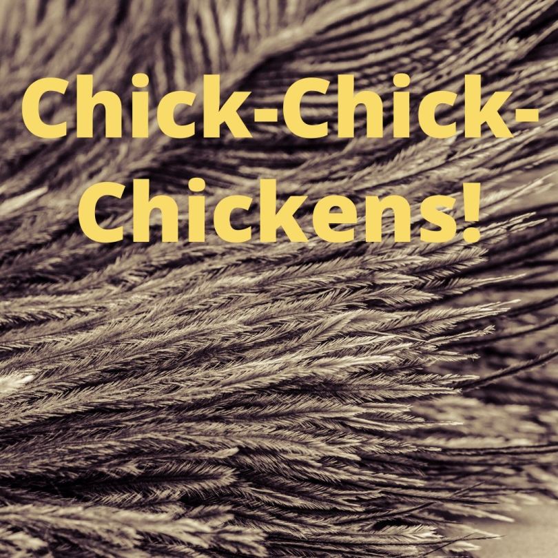 Chick-Chick-Chickens