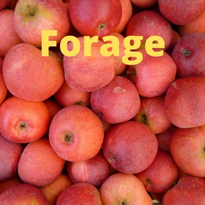Forage