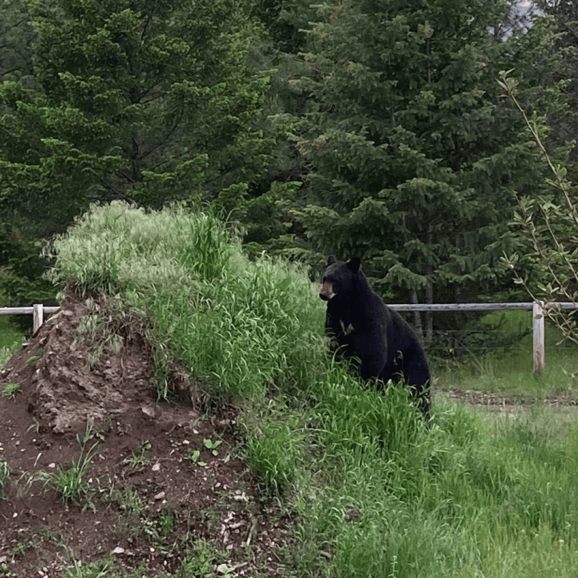 BlackBear