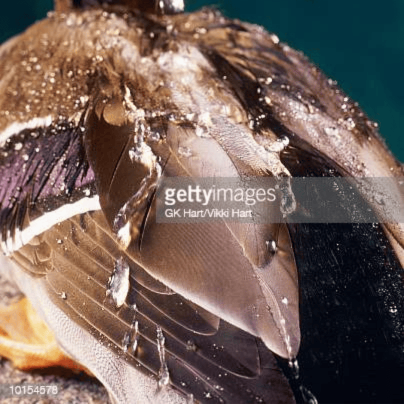 Water off a Ducks back