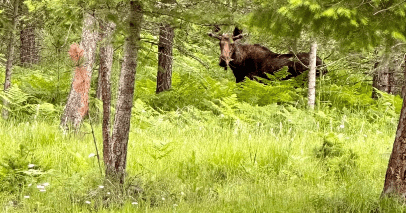 Unexpected Moose